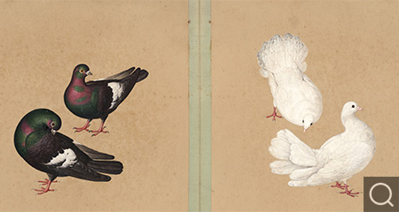 鴿譜圖冊